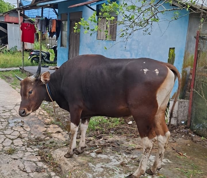 BIN Daerah Kalsel Sumbangkan Sapi Kurban untuk Masyarakat melalui Rabithah Melayu Banjar